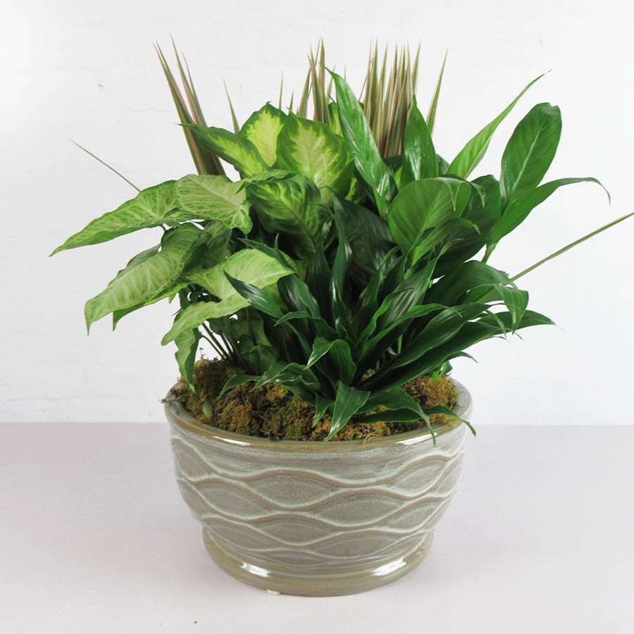 Assorted Green Plants in a Ceramic Planter Large - Dierbergs Markets